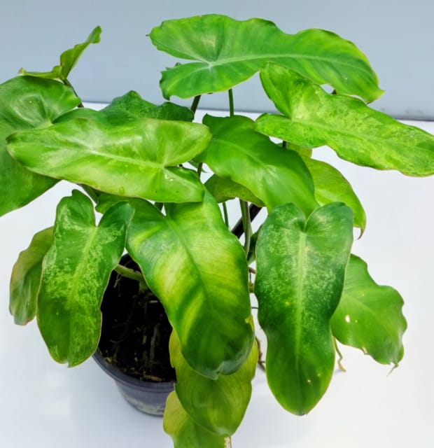 Rare Hybrid Philendenderon Violin Varigated Plant