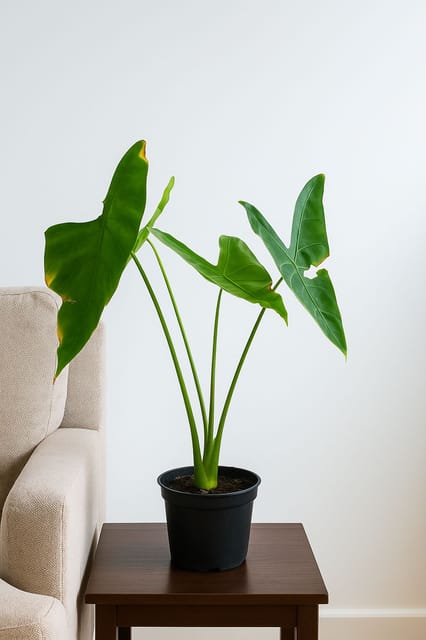 Rare Alocasia Longifolia Plant