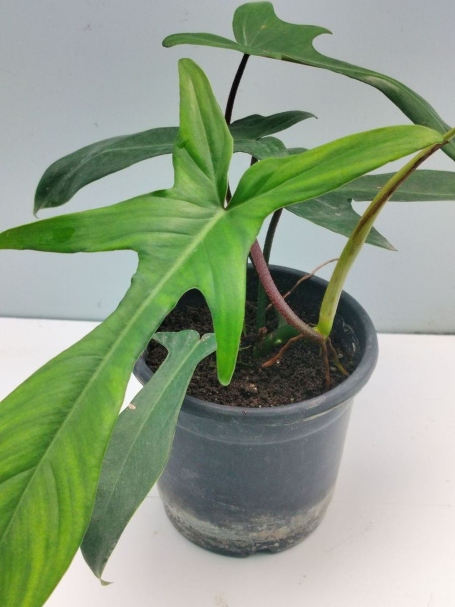 unique succulent plants Collection main image 1