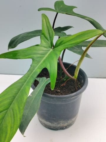 Buy Rare Philodendron Florida Beauty Plant Online
