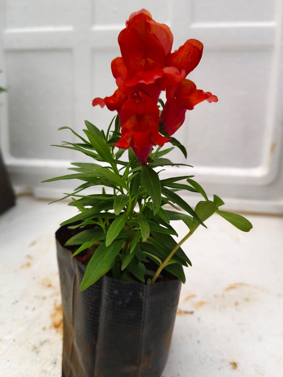 Antirrhinum Majus (Red) Plant