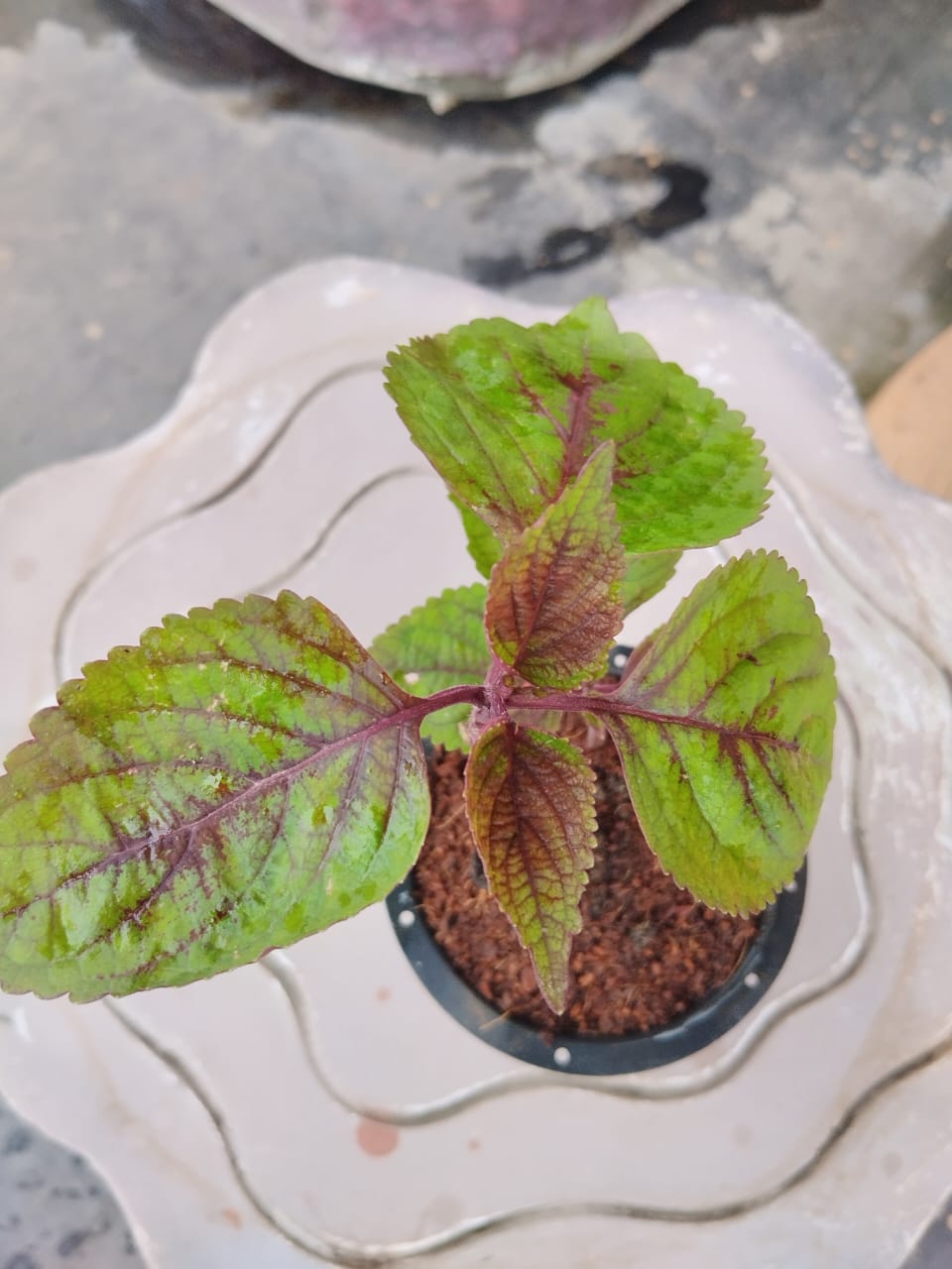 Coleus Red Green
