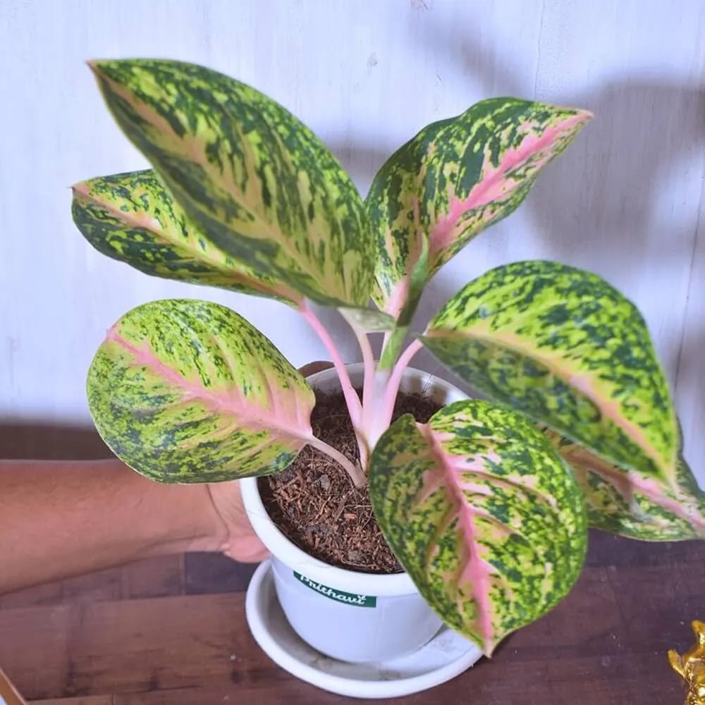 potted agave plant Agave Americana Variegata
