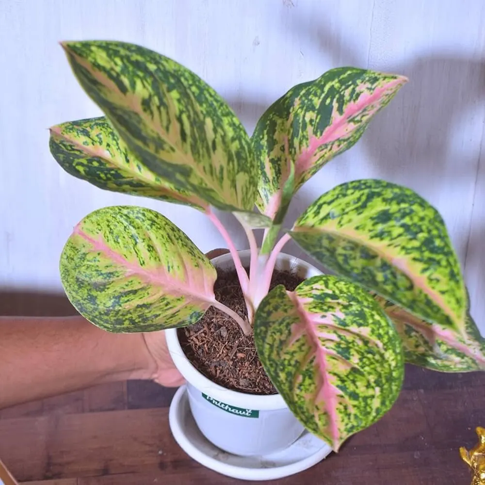 Aglaonema Yellow Peacock