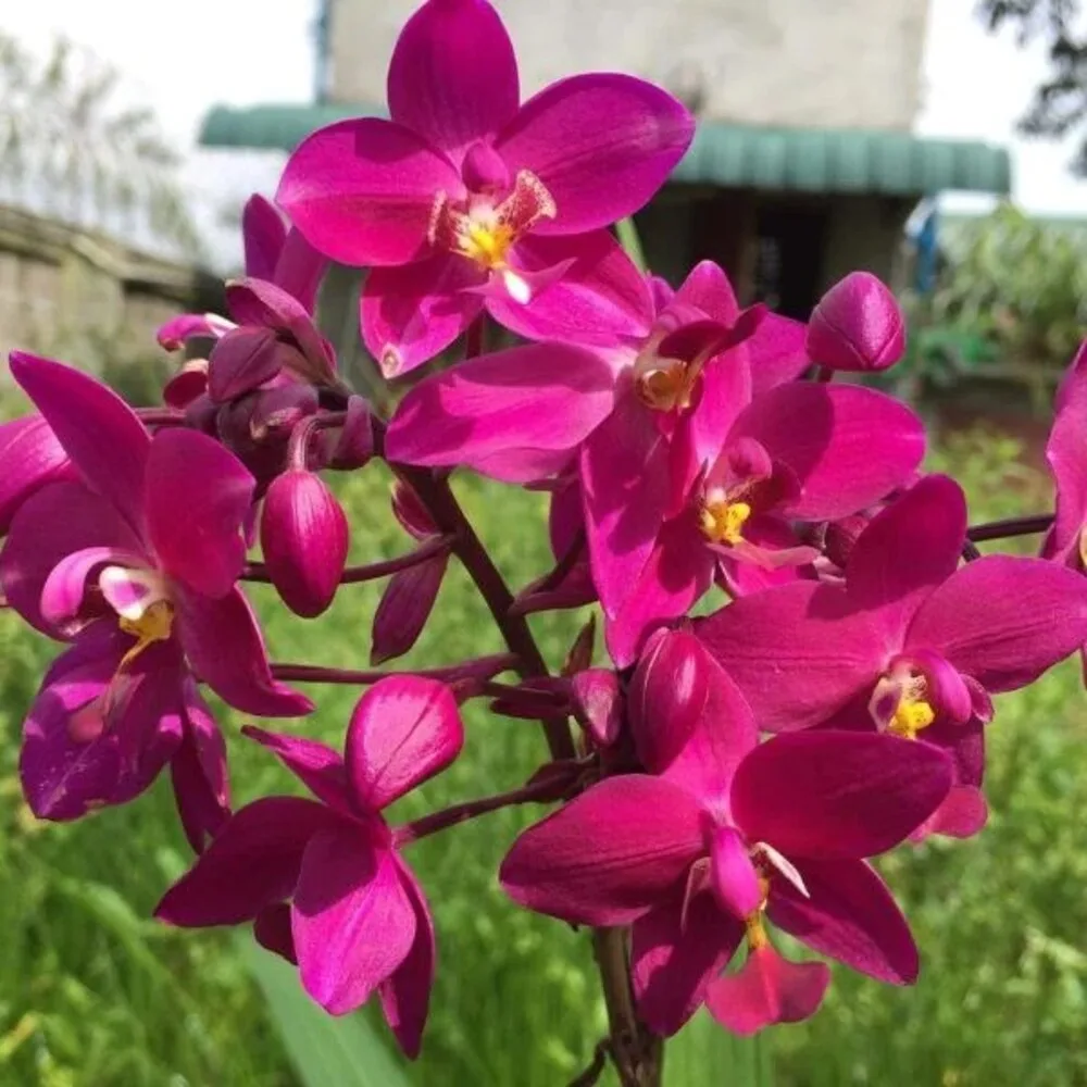 Spathoglottis Dark Purple Ground Orchid Single  Bulb plant  - Thailand Hybrid