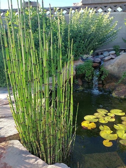 Equisetum Hyemale - Horsetail