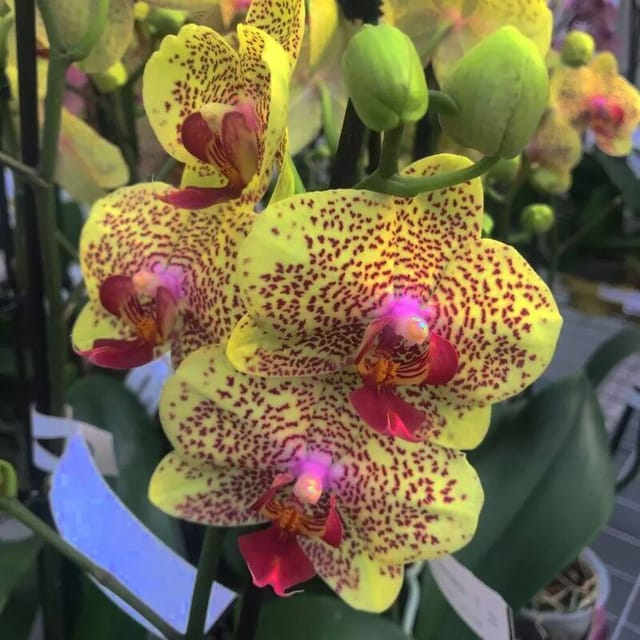 Phalaenopsis Fancy Freckles Orchid