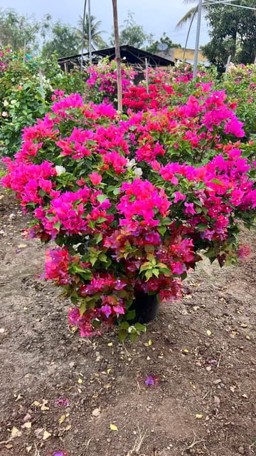 Bougainvillea Plant (Red)