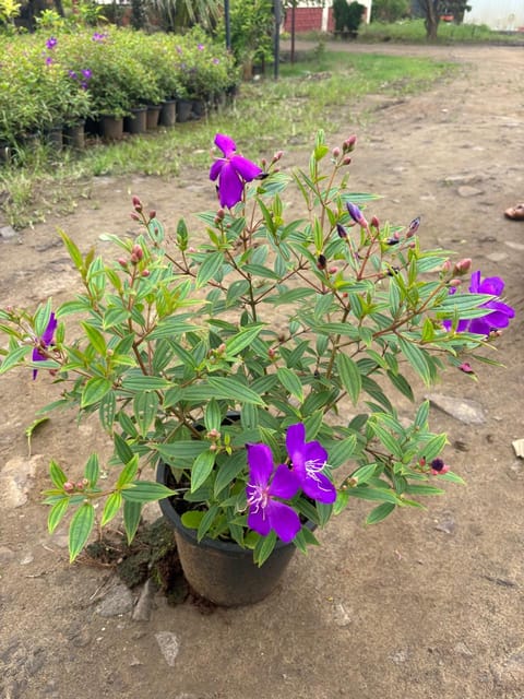Begum Bahar (Purple) Plant