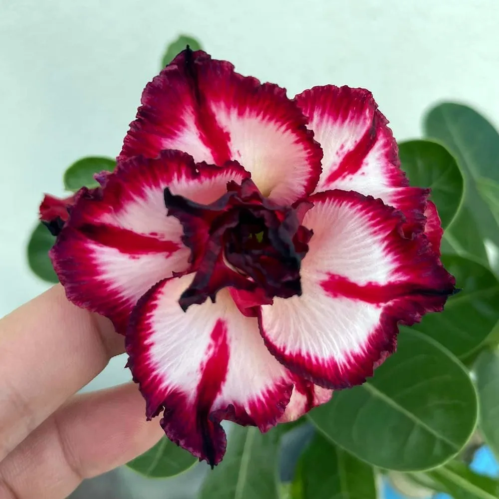 Adenium Rosy Smoky Makeup