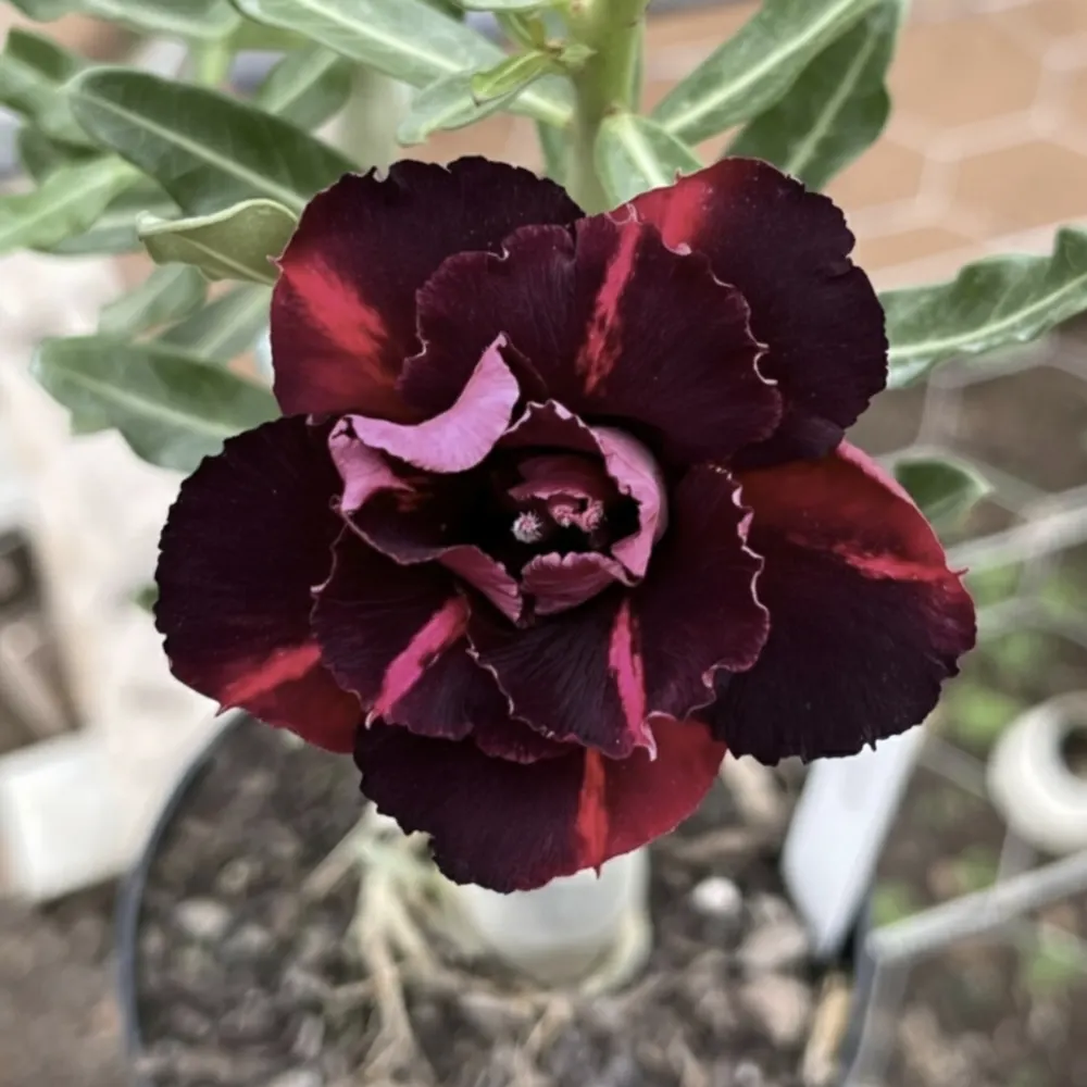 Adenium Rosy Black Stone