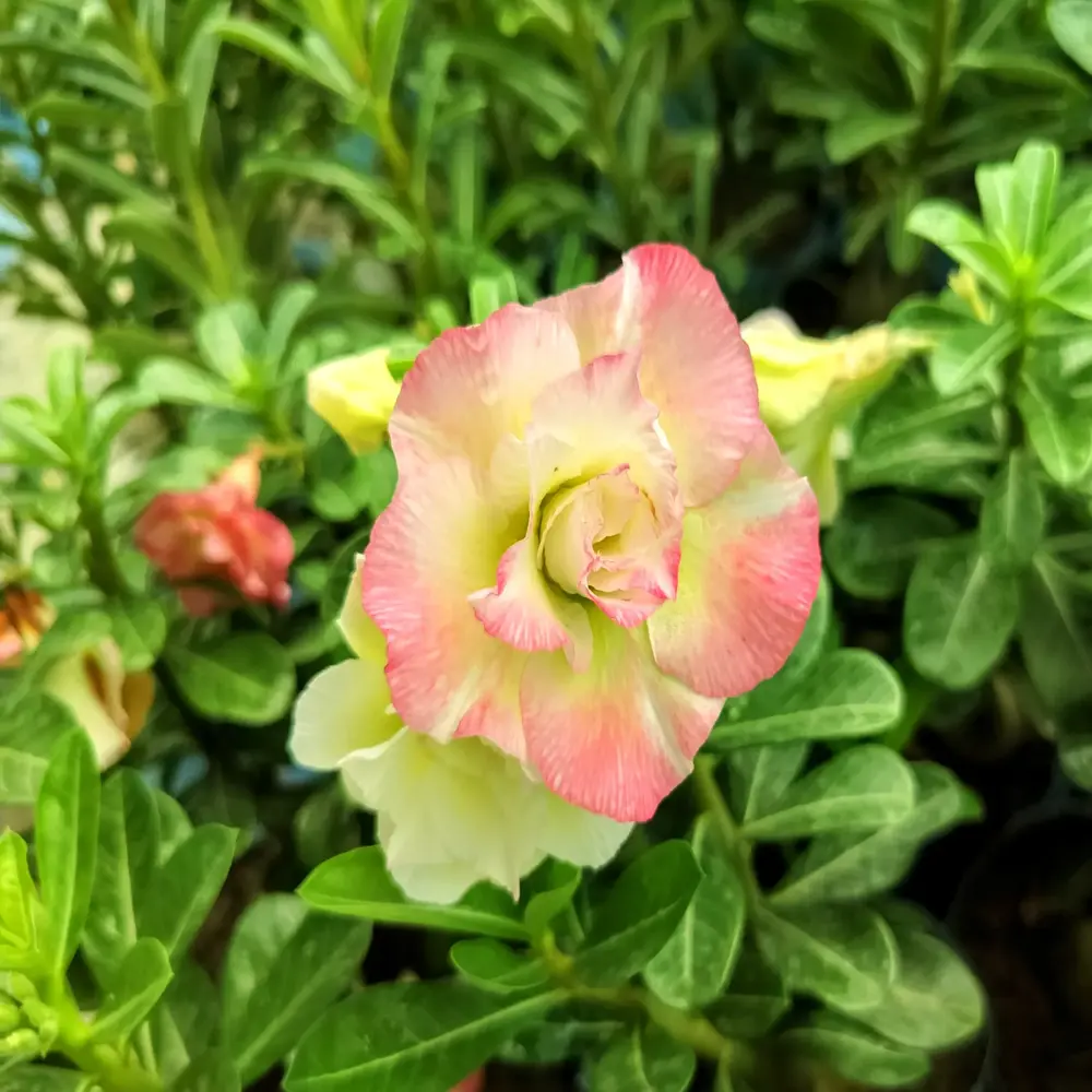Adenium Rosy Pink Yellow Chameleon