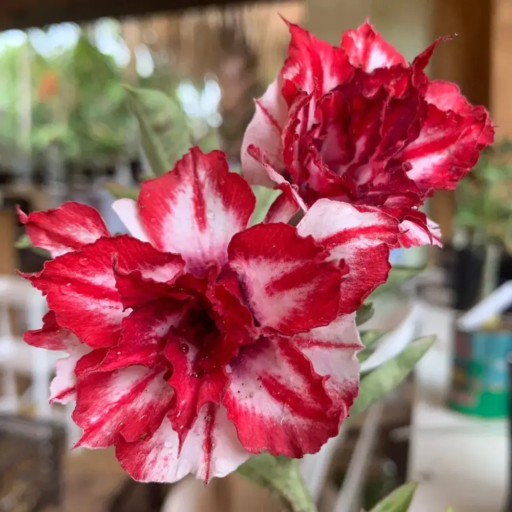 Adenium Rosy Encounters