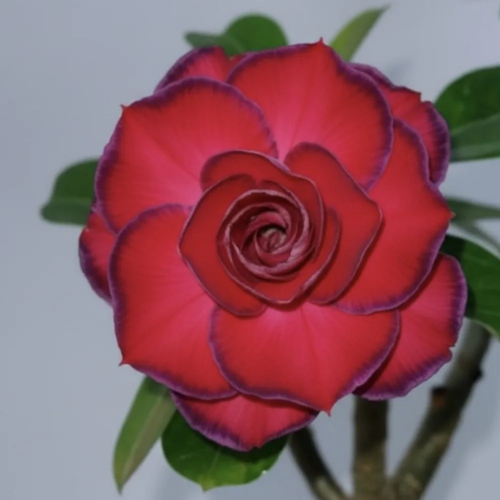 Adenium Rosy Crimson Ruffle