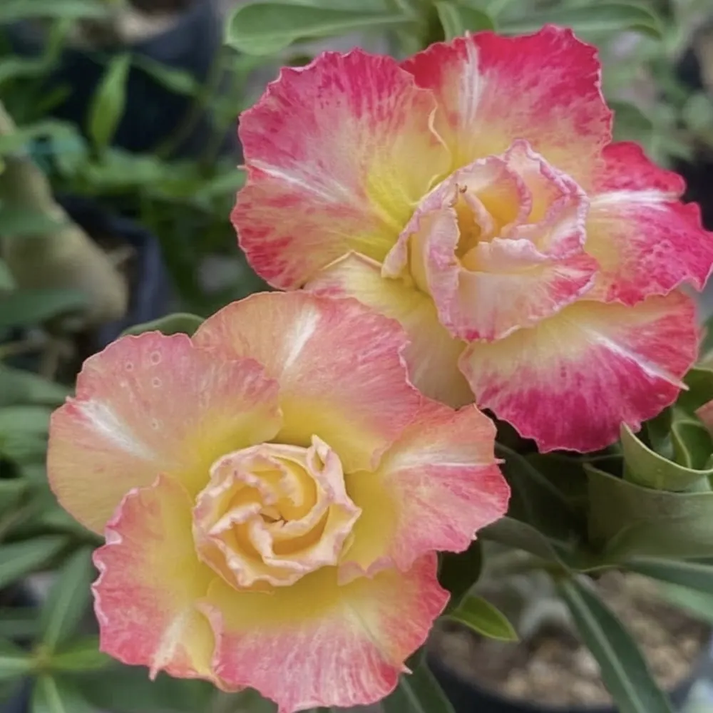 Adenium Rosy Morina