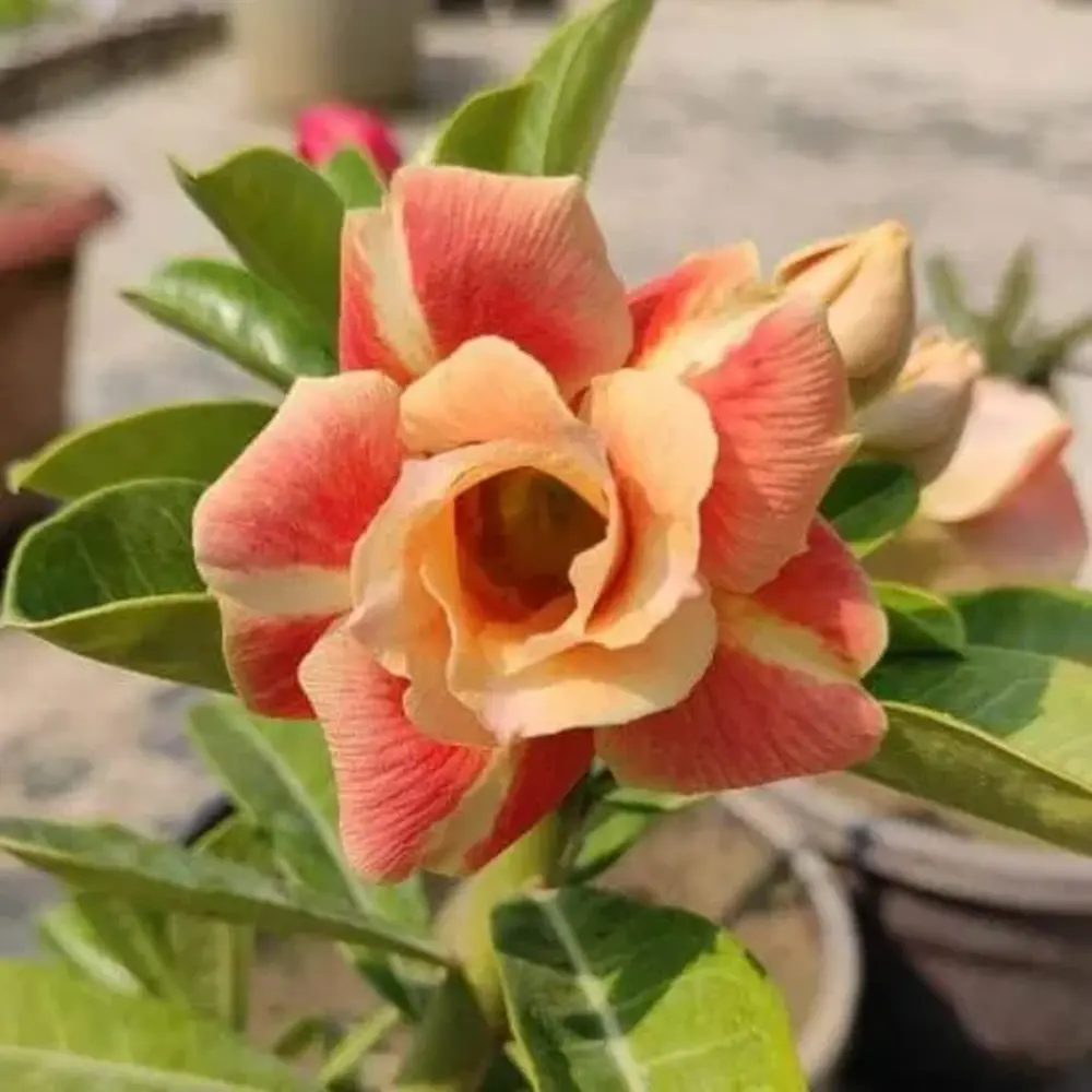 Adenium Rosy Caramel