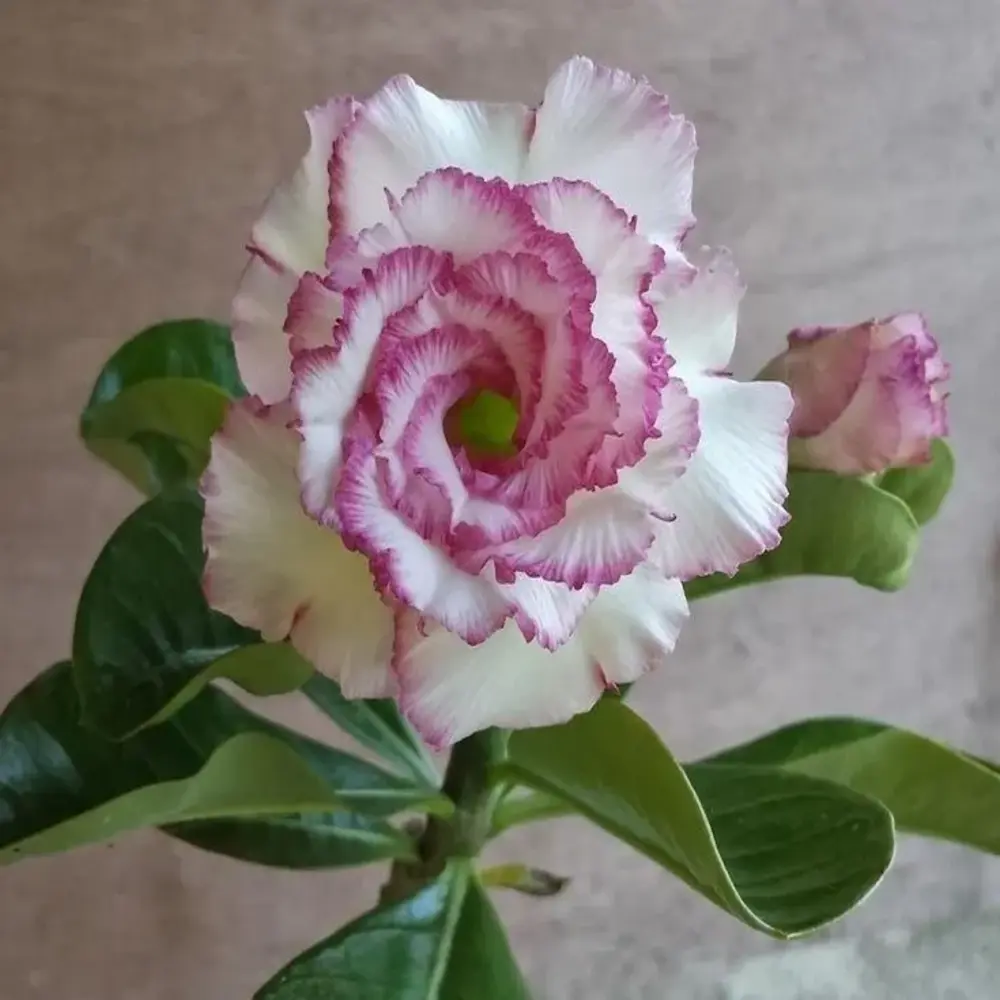 Adenium Rosy Carnation