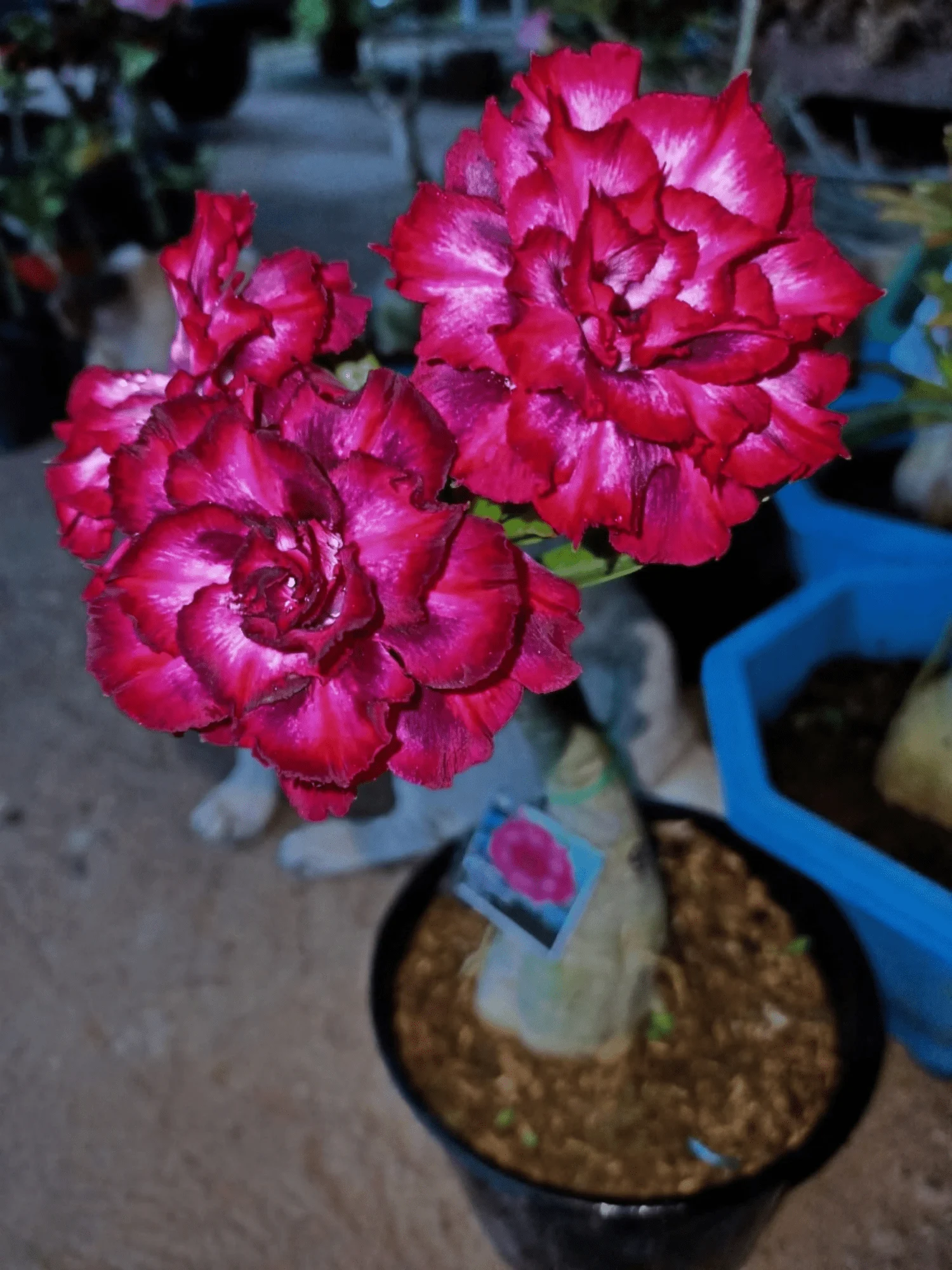 Adenium Rosy Purple Jelly