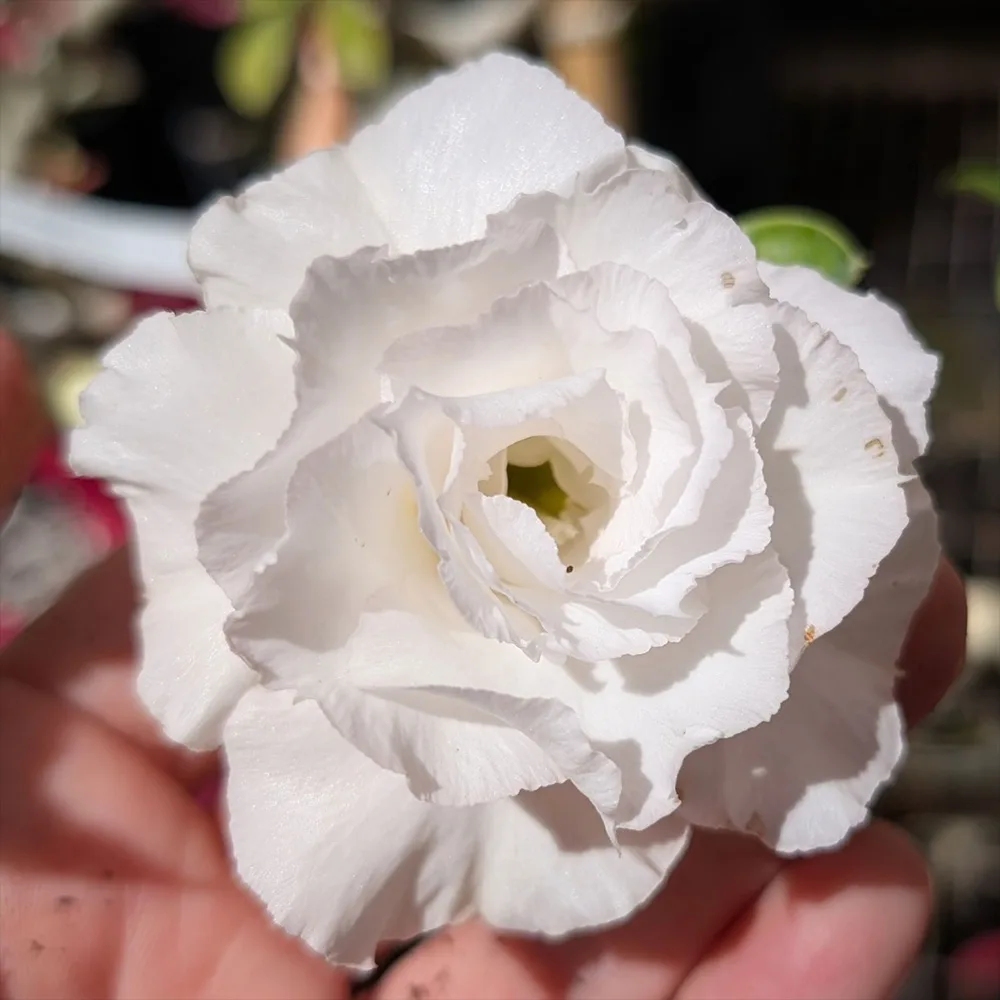 Adenium Rosy Snow White