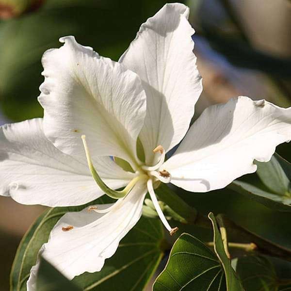 Bauhinia White Flowering Plant