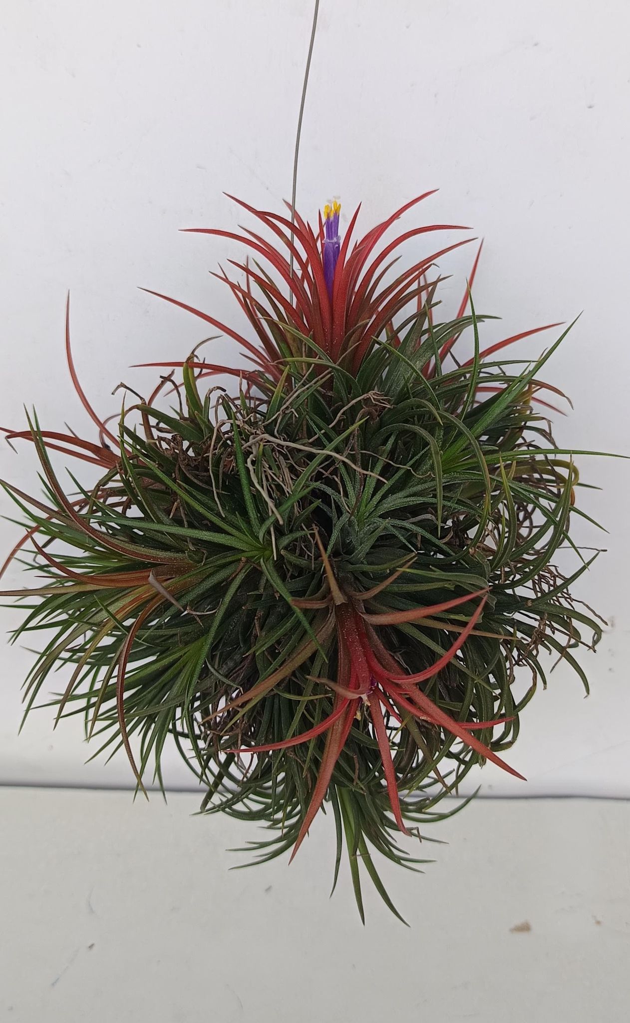 Air Plant (ColourFulls)