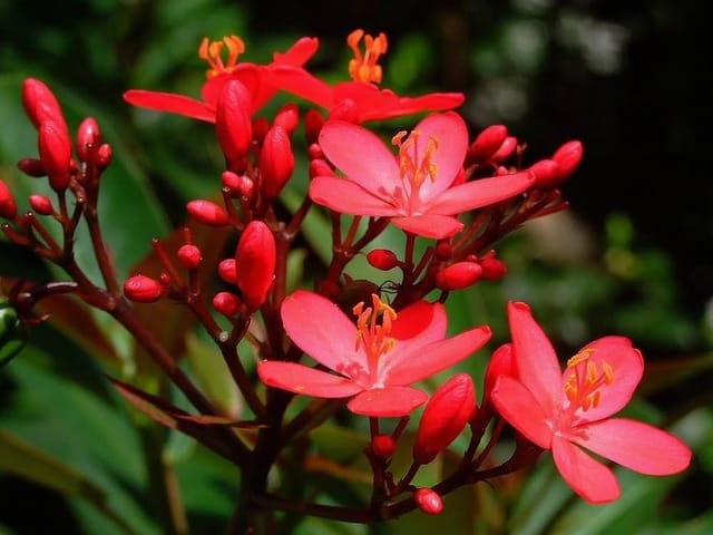 Red Jatropha Plant – Vibrant Flowering Shrub