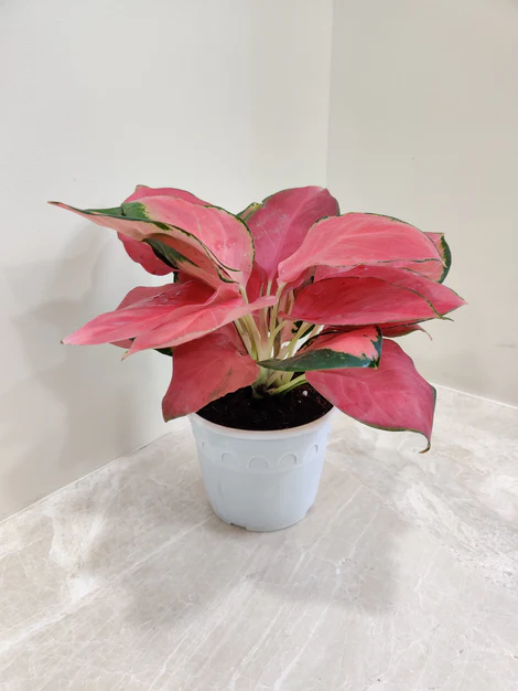 Aglaonema China (Red) Plant