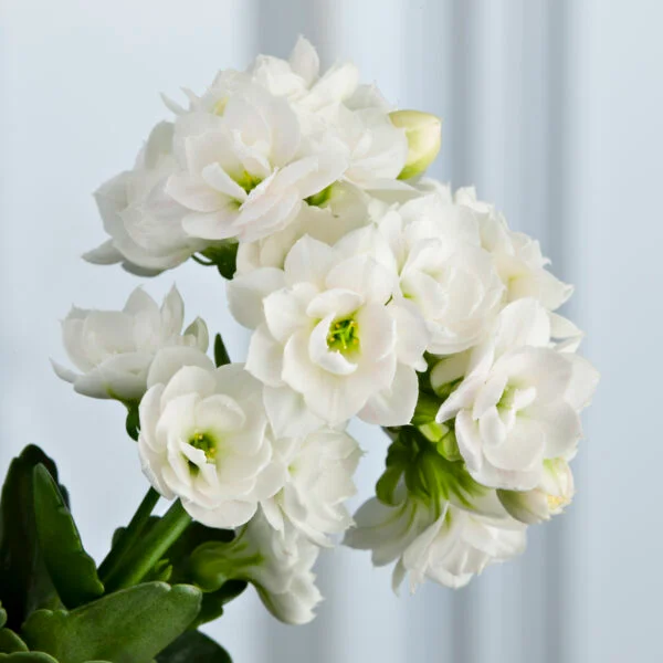 Kalanchoe (White) Plant
