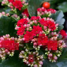 Kalanchoe (Red) Plant