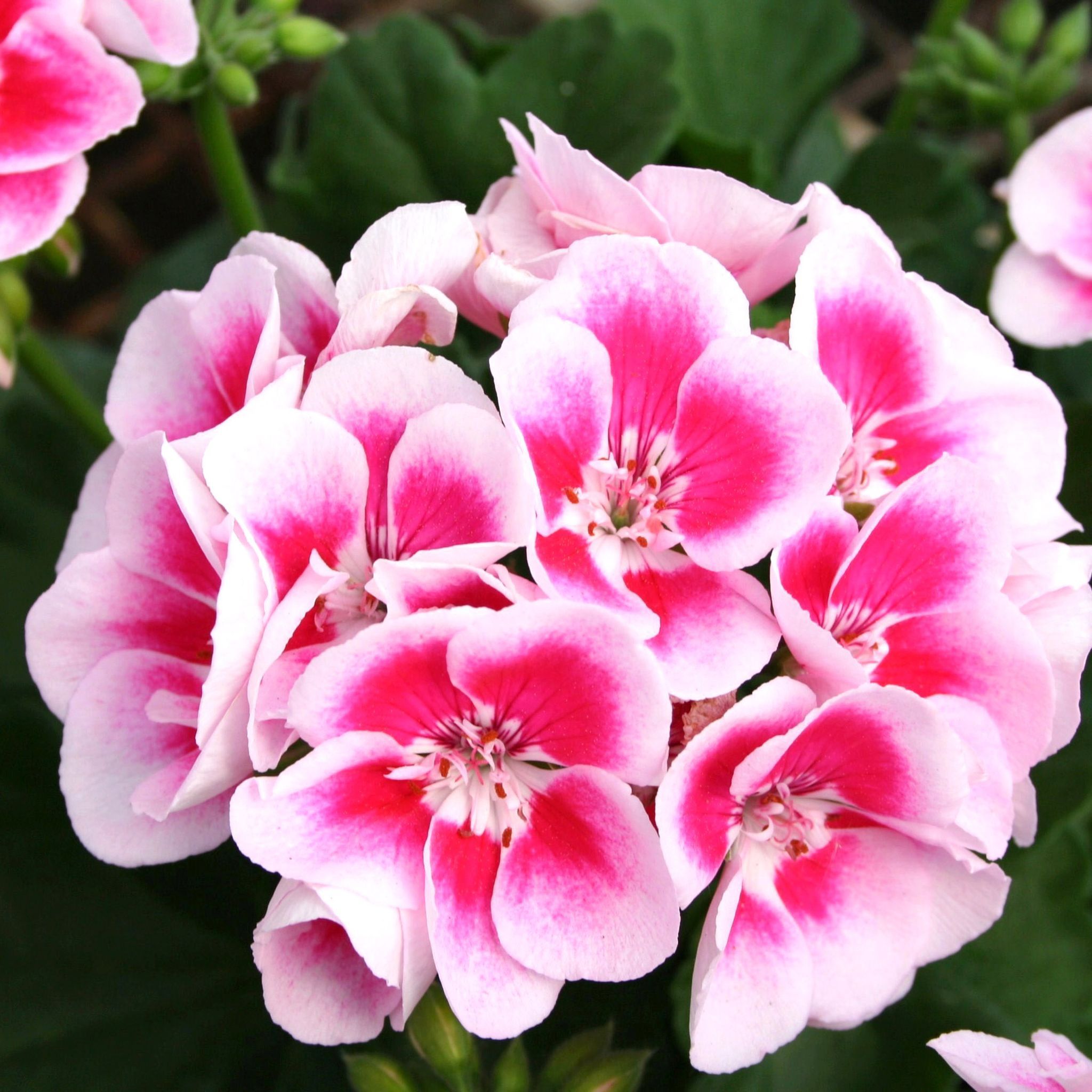 Geranium (Pink &)White) Plant