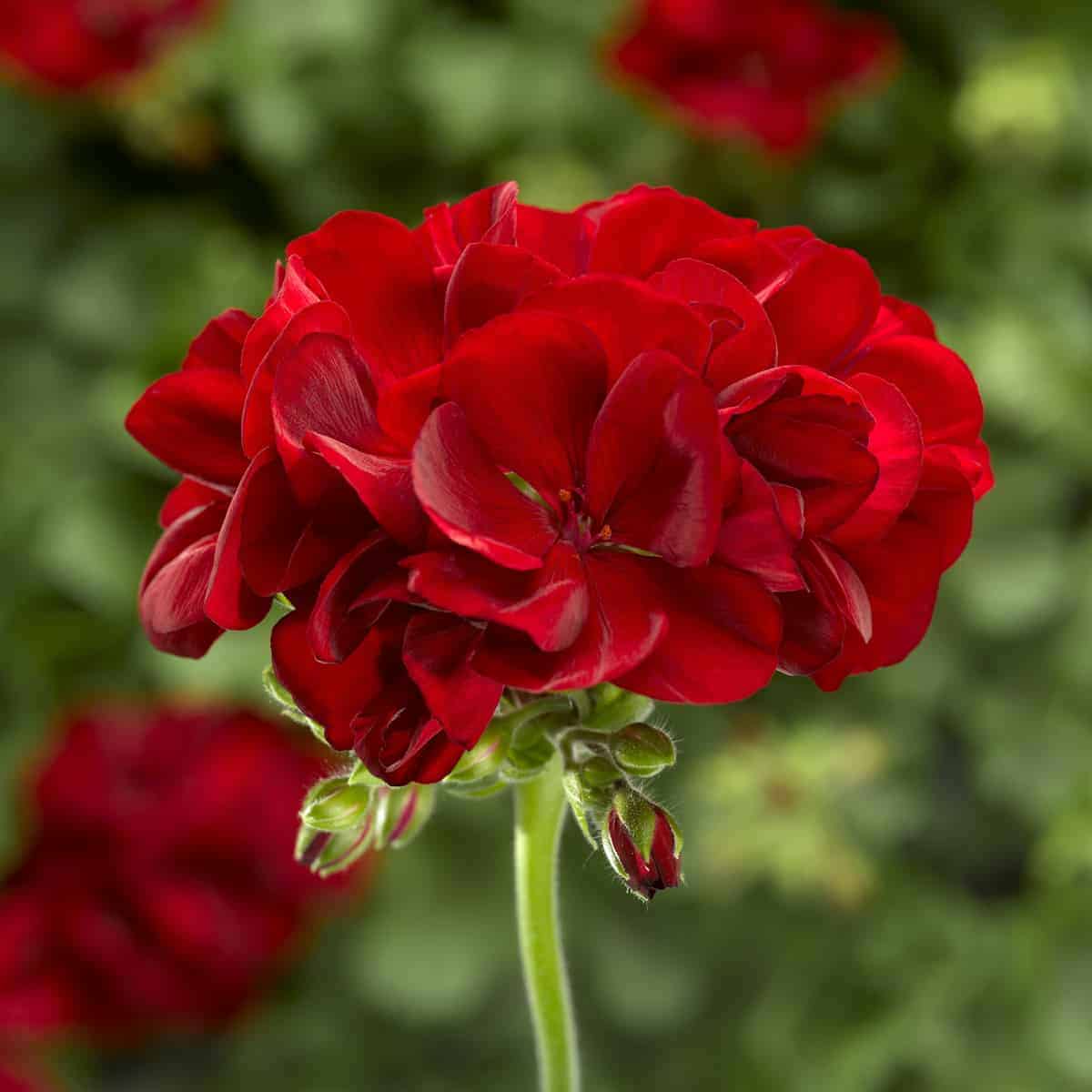 Geranium (Red) Plant