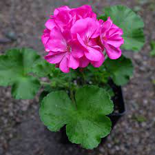 Geranium (Pink) Plant