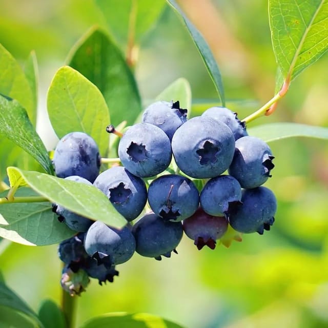 Blue Berry Fruit Plant