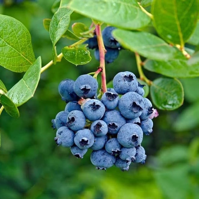 Blue Berry Fruit Plant