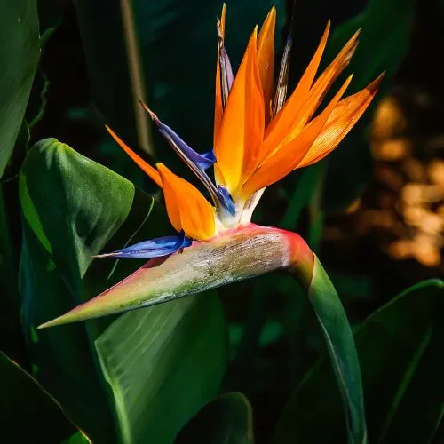Bird Of Paradise (Orenge) Plant