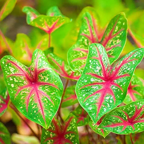 Caladium Bud Bicolour