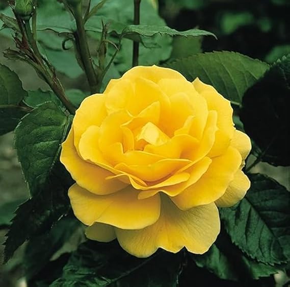 Camellia (Yellow) Plant