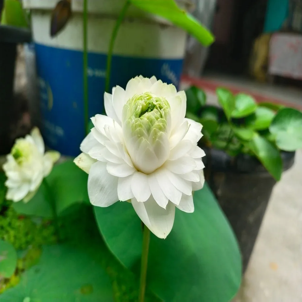 Bowl Lotus Bong Tuyet Tuber