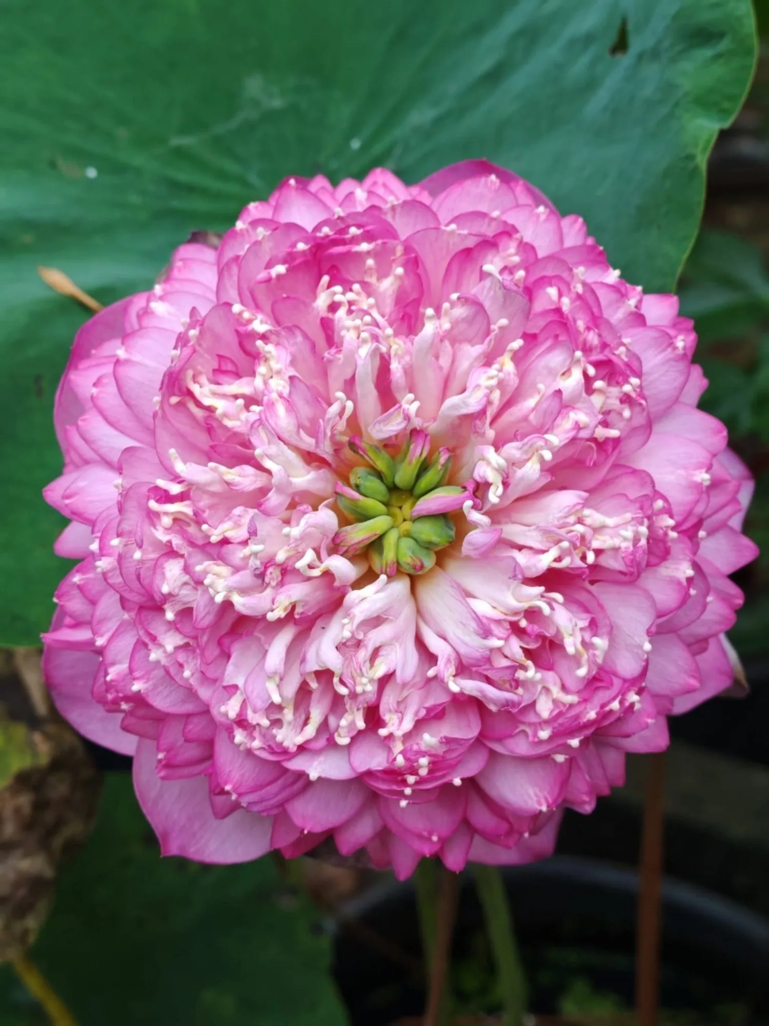 Bowl Lotus Karna Tuber