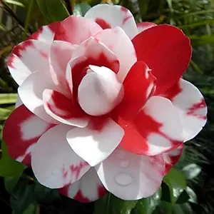 Camellia Variegated Plant