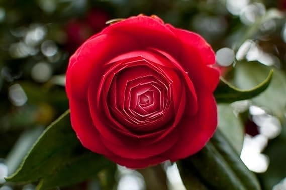 Camelia (Red) Plant