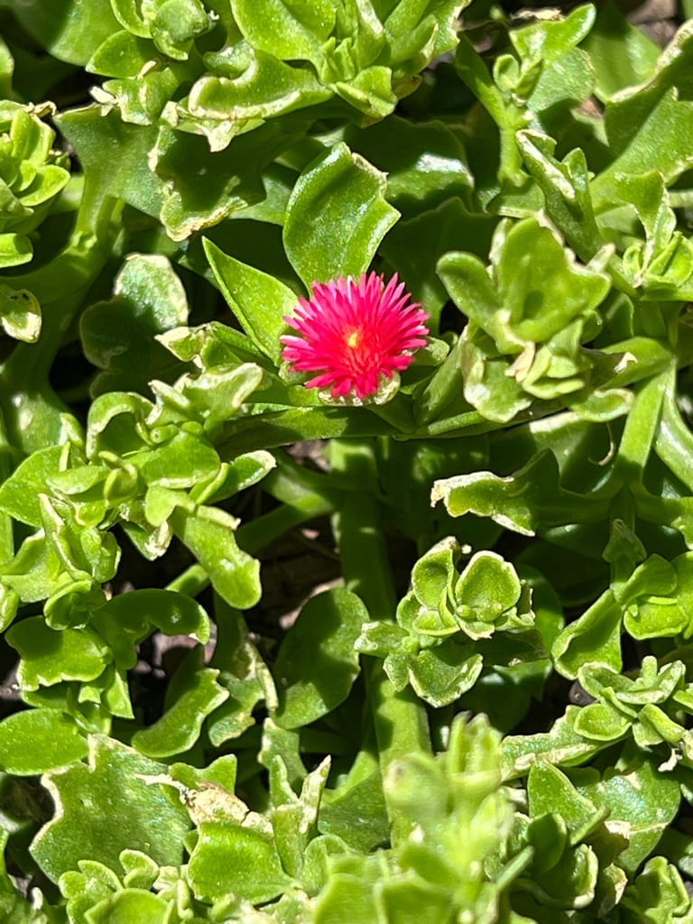 Baby Sunrose Plant (Pink)