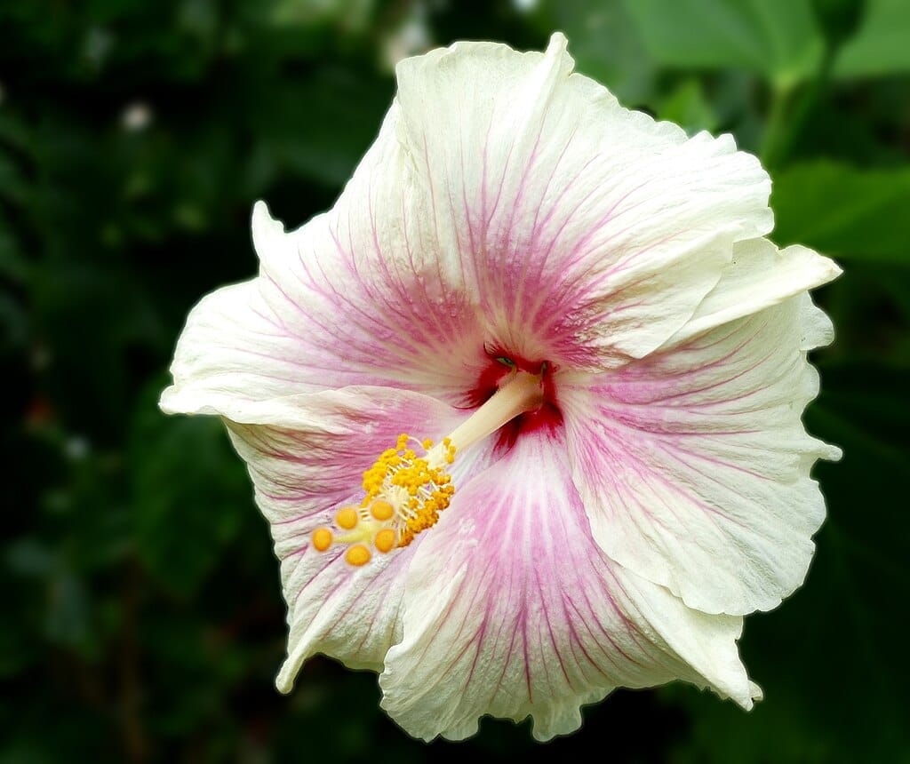Generic White Hibiscus Flowers
