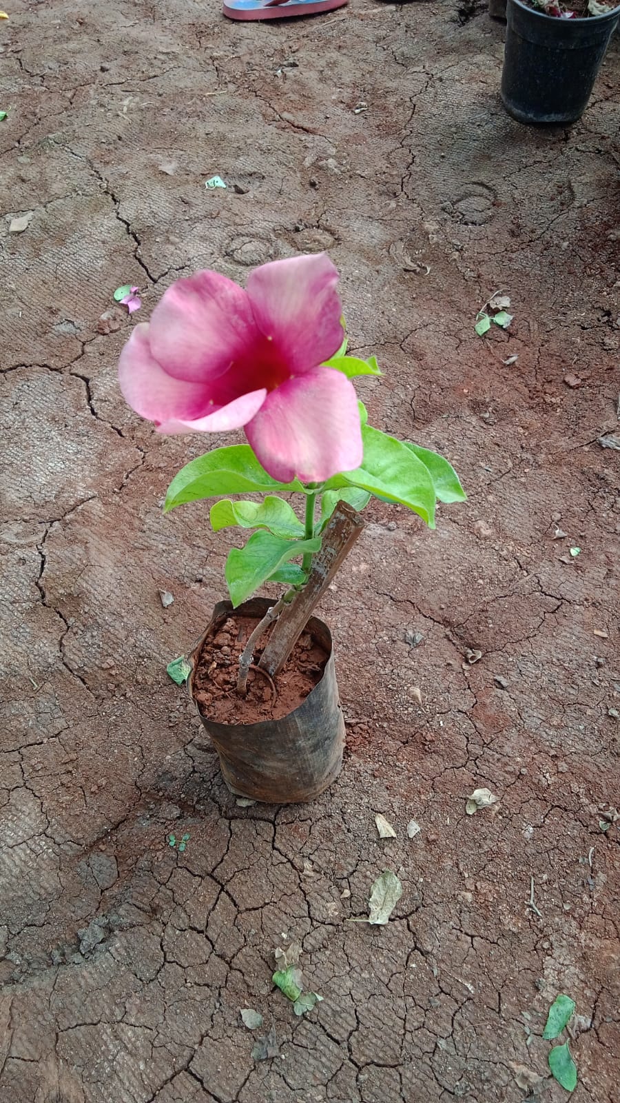 Allamanda Plant (Pink)