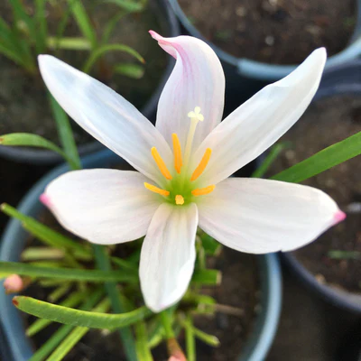 Rain Lily Plant (White)