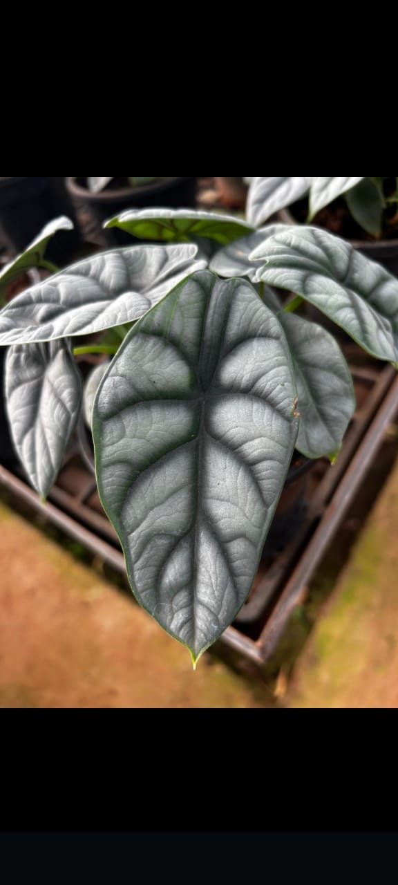 Alocasia Plant