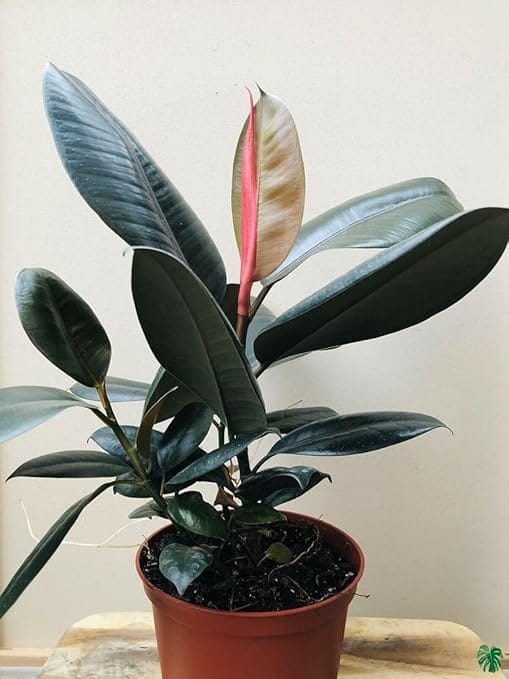 Rubber Plant - Indoor - Low Maintenance Plant