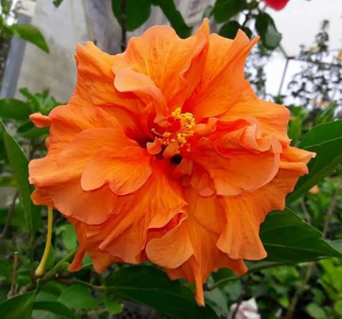 Double Petal Hibiscus Flower Plant (Orenge)