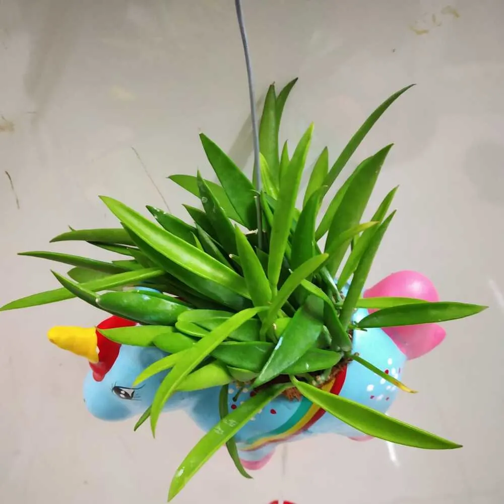 Dischidia Parasitica