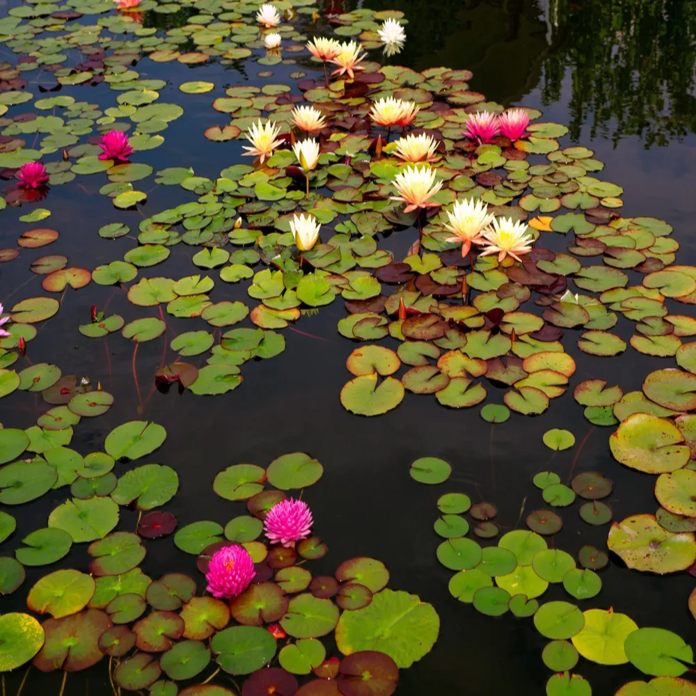 Assorted Exotic Hardy Waterlilies 5 Colour Combo